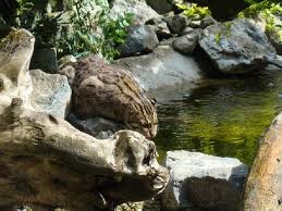 chat pêcheur la chasse 
